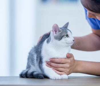 a cat with vet