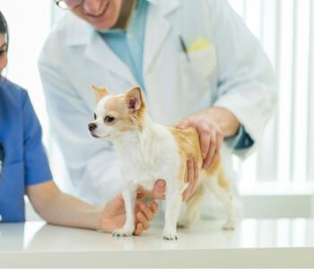 a vet with dog