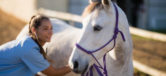 a vet with horse