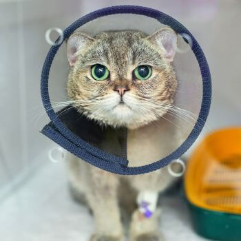  a cat is wearing a surgery cone