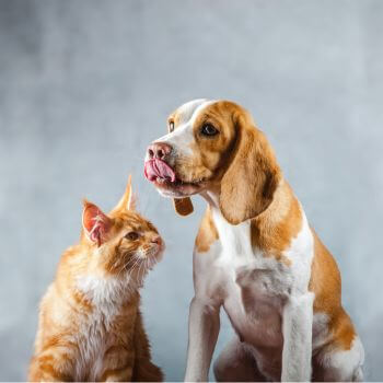 happy cat and dog sitting together