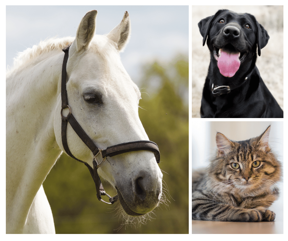 cat dog and horse collage