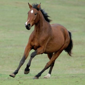 a horse running in the field