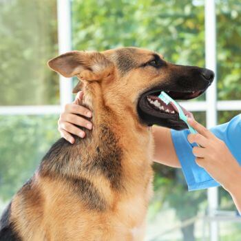 vet brushing dog's teeth